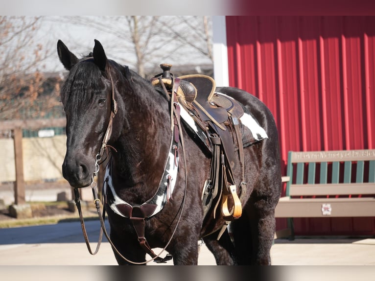Draft Horse Mix Castrone 9 Anni 173 cm Morello in Fresno, OH