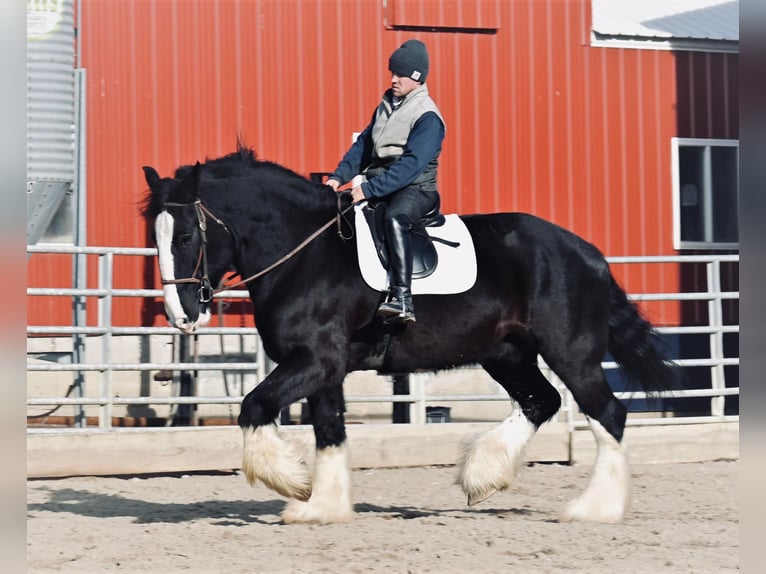 Draft Horse Castrone 9 Anni 173 cm Morello in Fairbanks IA
