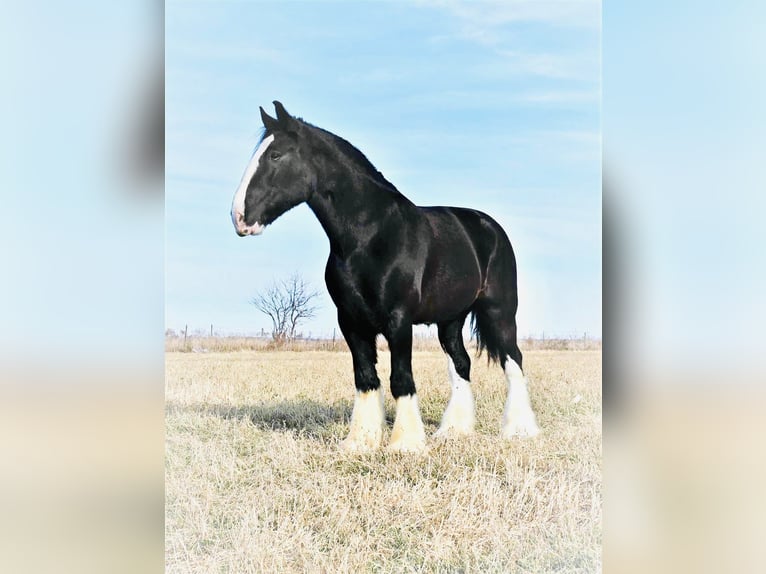 Draft Horse Castrone 9 Anni 173 cm Morello in Fairbanks IA