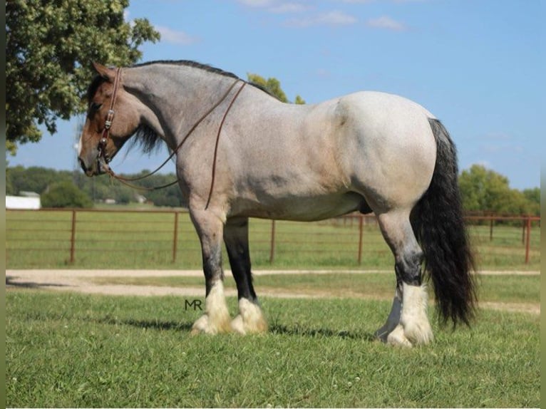 Draft Horse Castrone 9 Anni 175 cm Baio roano in Auburn KY