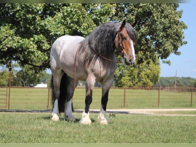 Draft Horse Castrone 9 Anni 175 cm Baio roano in Auburn KY