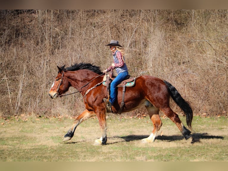 Draft Horse Castrone 9 Anni Baio ciliegia in Hillsboro KY
