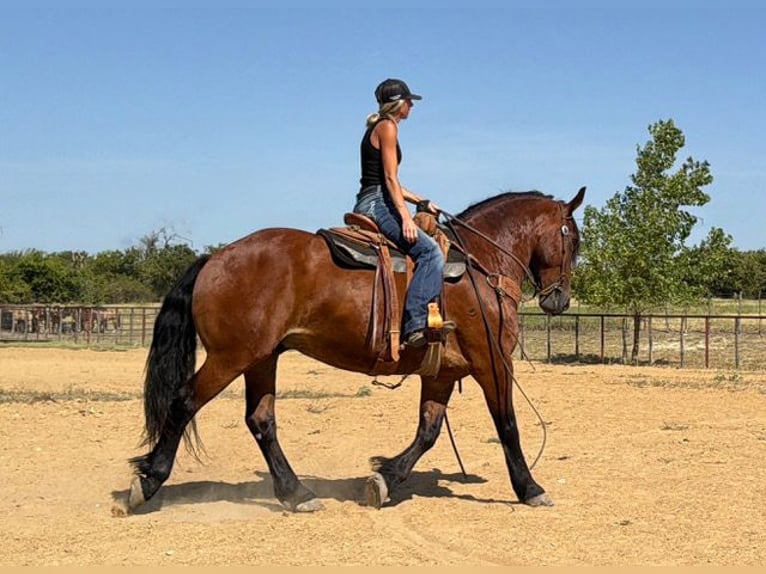 Draft Horse Mix Castrone 9 Anni Baio ciliegia in Weatherford