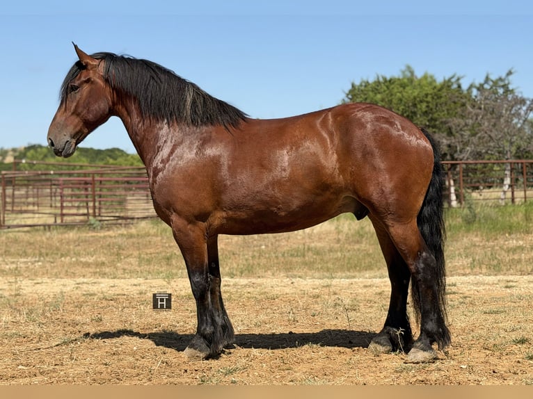 Draft Horse Mix Castrone 9 Anni Baio ciliegia in Weatherford