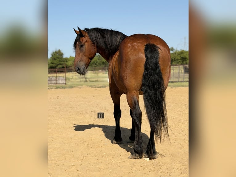 Draft Horse Mix Castrone 9 Anni Baio ciliegia in Weatherford
