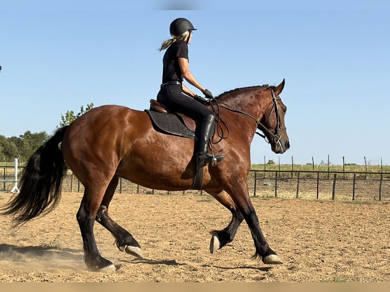 Draft Horse Mix Castrone 9 Anni Baio ciliegia in Weatherford