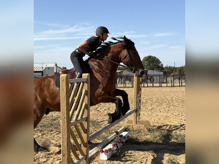 Draft Horse Mix Castrone 9 Anni Baio ciliegia in Weatherford