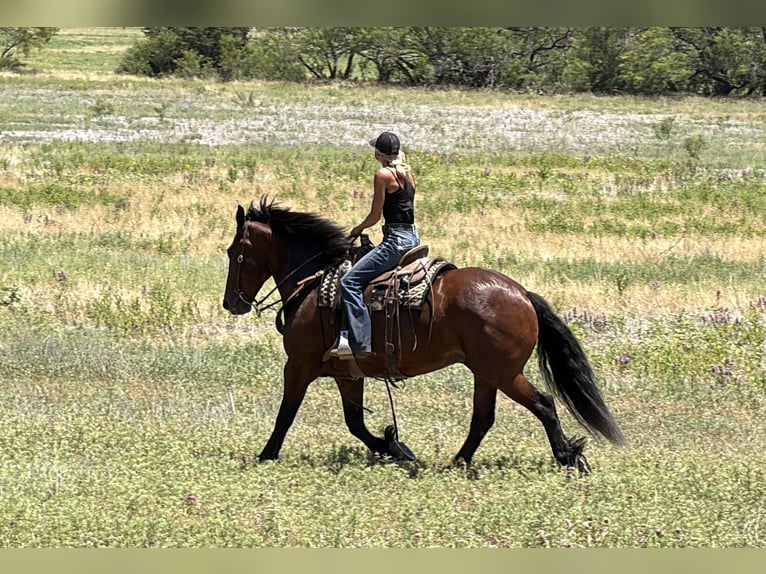 Draft Horse Mix Castrone 9 Anni Baio ciliegia in Weatherford