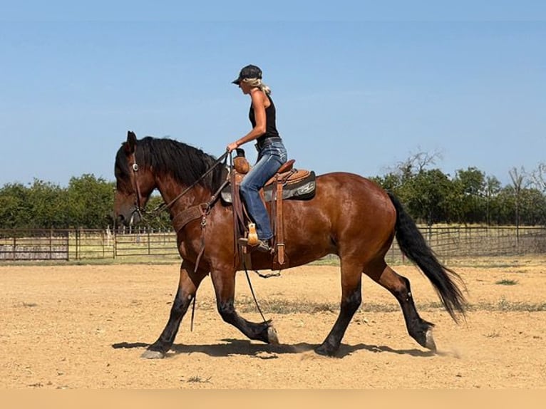 Draft Horse Mix Castrone 9 Anni Baio ciliegia in Weatherford