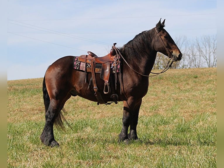 Draft Horse Castrone 9 Anni Baio ciliegia in Whitley city Ky