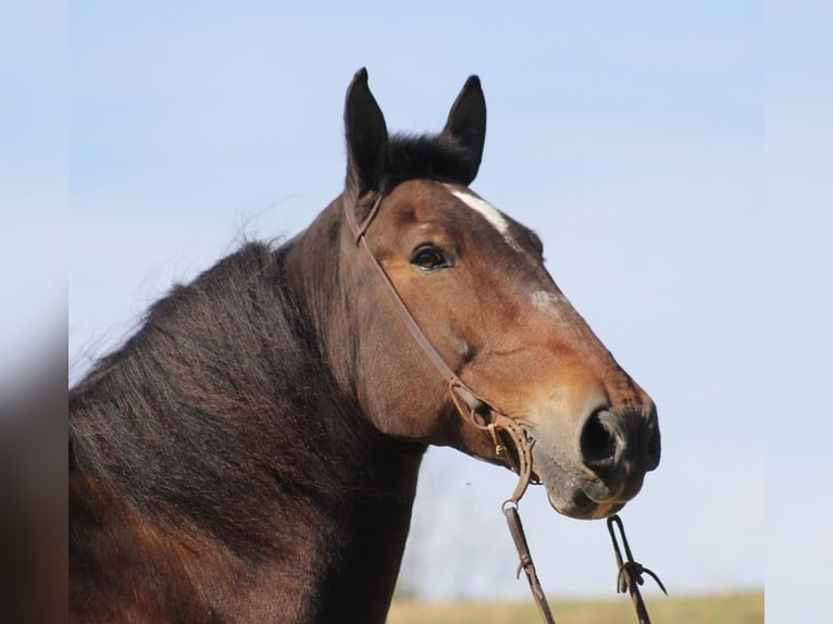 Draft Horse Castrone 9 Anni Baio ciliegia in Whitley city Ky