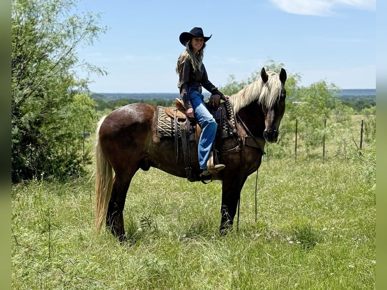 Draft Horse Mix Castrone 9 Anni  in Weatherford