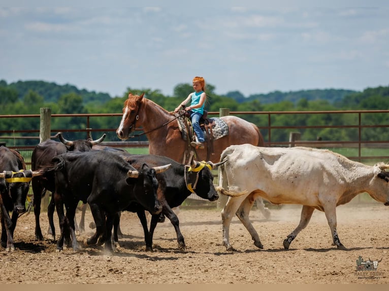 Draft Horse Mix Castrone 9 Anni Roano rosso in Auburn