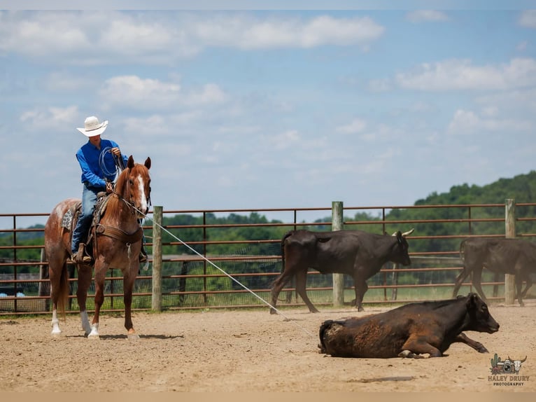 Draft Horse Mix Castrone 9 Anni Roano rosso in Auburn