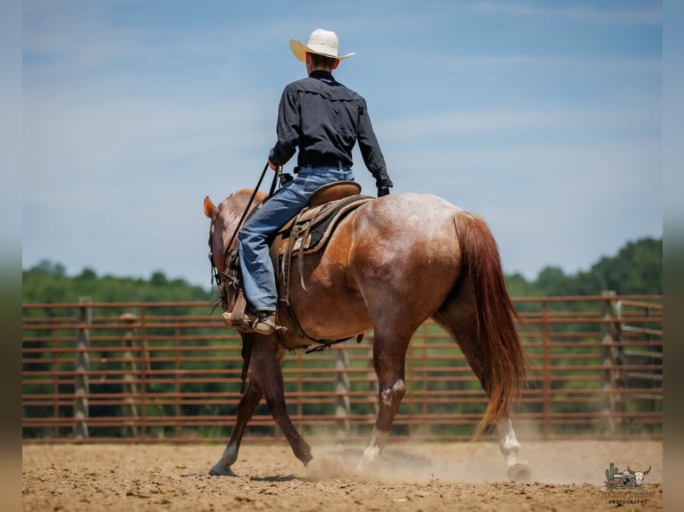 Draft Horse Mix Castrone 9 Anni Roano rosso in Auburn