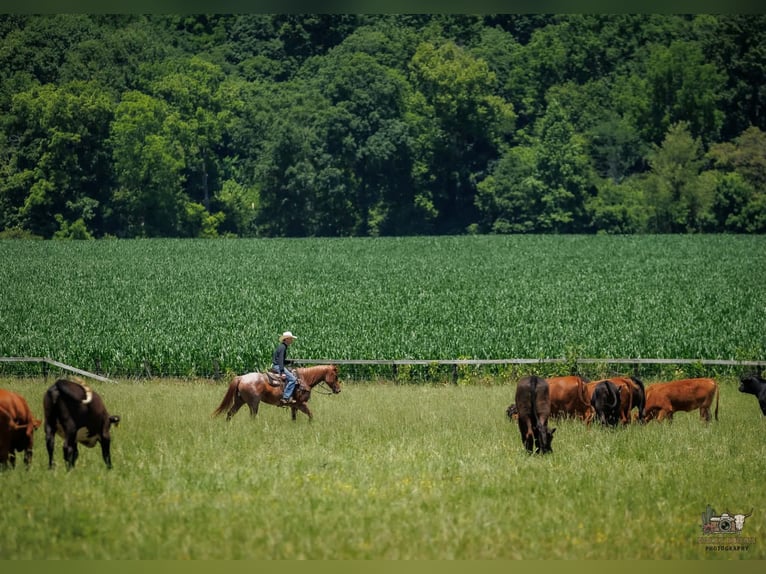 Draft Horse Mix Castrone 9 Anni Roano rosso in Auburn