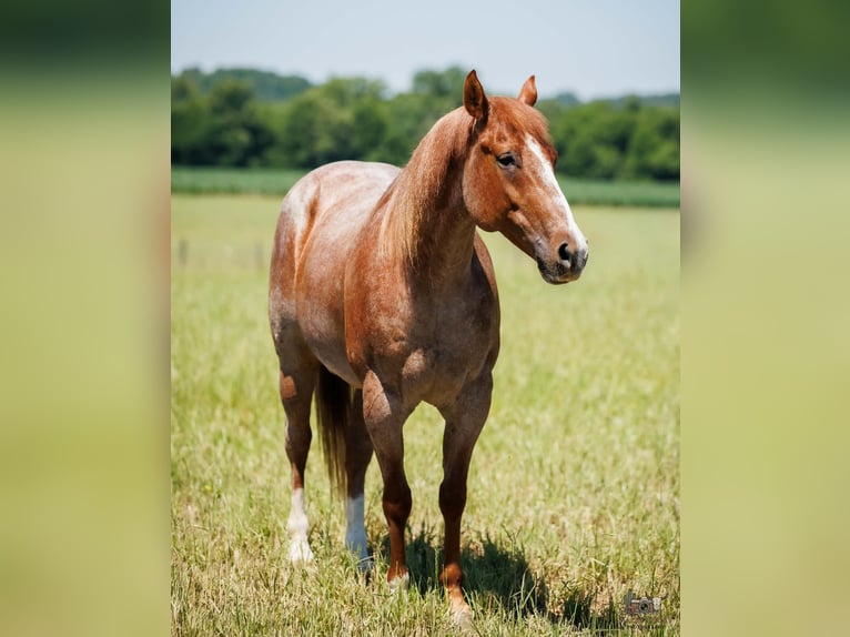Draft Horse Mix Castrone 9 Anni Roano rosso in Auburn