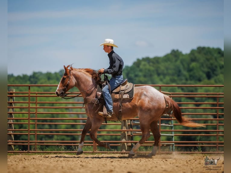 Draft Horse Mix Castrone 9 Anni Roano rosso in Auburn