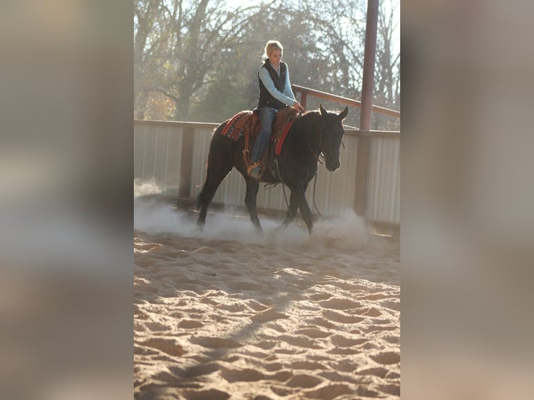 Draft Horse Mix Gelding 10 years 14.1 hh Black in Plano