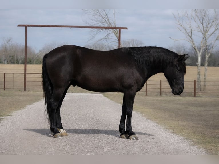 Draft Horse Mix Gelding 10 years 14.1 hh Black in Plano