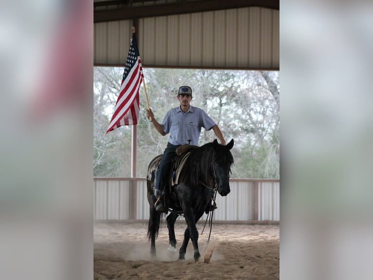 Draft Horse Mix Gelding 10 years 14.1 hh Black in Plano