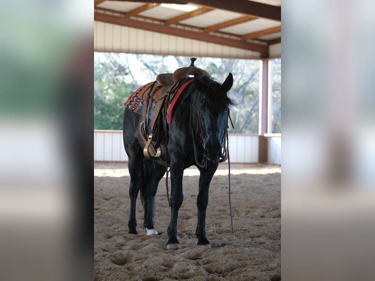 Draft Horse Mix Gelding 10 years 14,1 hh Black in Plano