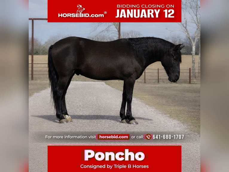 Draft Horse Mix Gelding 10 years 14,1 hh Black in Plano