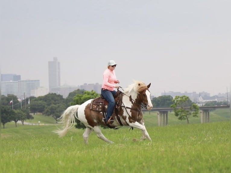 Draft Horse Gelding 10 years 14,1 hh Roan-Red in Weatherford TX