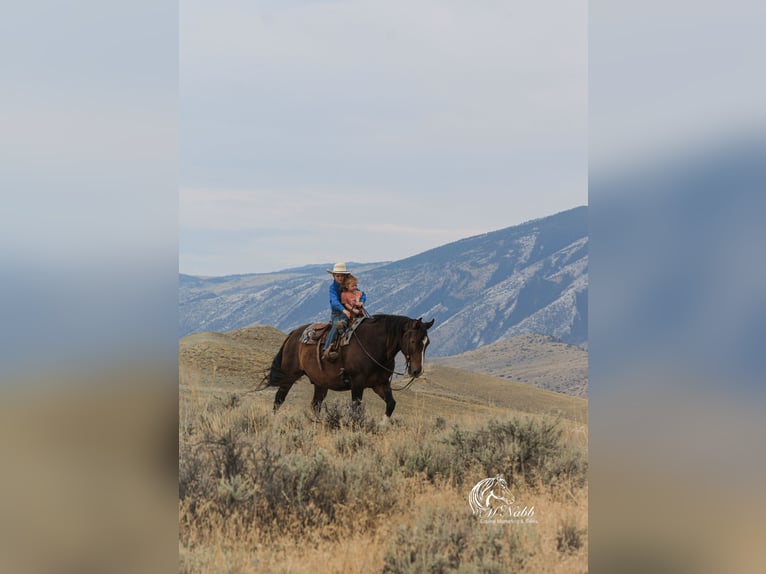 Draft Horse Mix Gelding 10 years 15,2 hh Bay in Cody