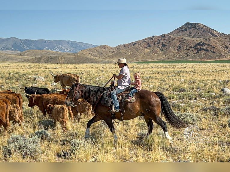 Draft Horse Mix Gelding 10 years 15,2 hh Bay in Cody