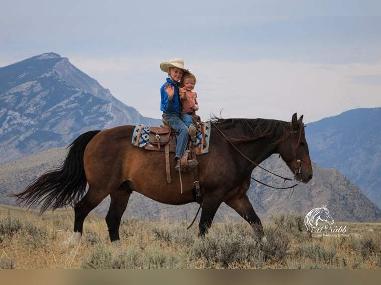 Draft Horse Mix Gelding 10 years 15,2 hh Bay in Cody