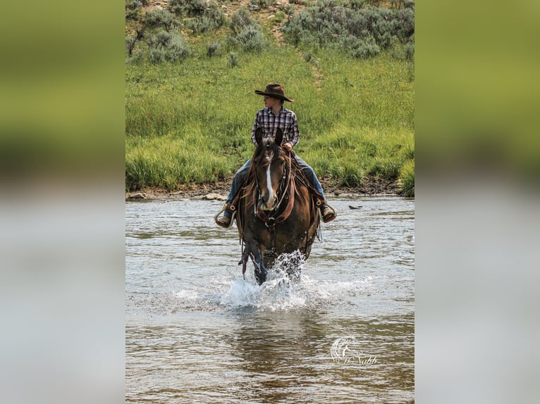 Draft Horse Mix Gelding 10 years 15,2 hh Bay in Cody