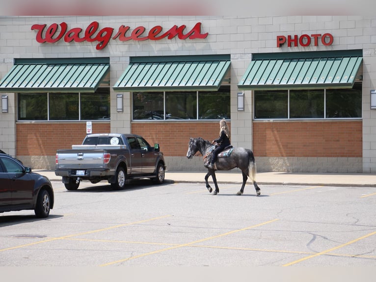 Draft Horse Gelding 10 years 15,2 hh Gray in HIghland MI