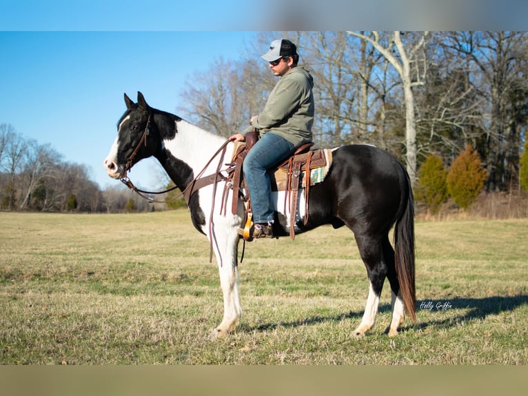 Draft Horse Gelding 10 years 15,2 hh Tobiano-all-colors in Greensburg KY
