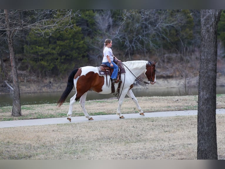 Draft Horse Mix Gelding 10 years 15.3 hh Pinto in Forney