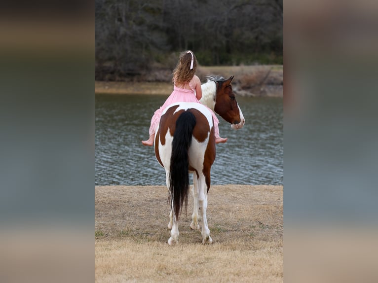 Draft Horse Mix Gelding 10 years 15.3 hh Pinto in Forney