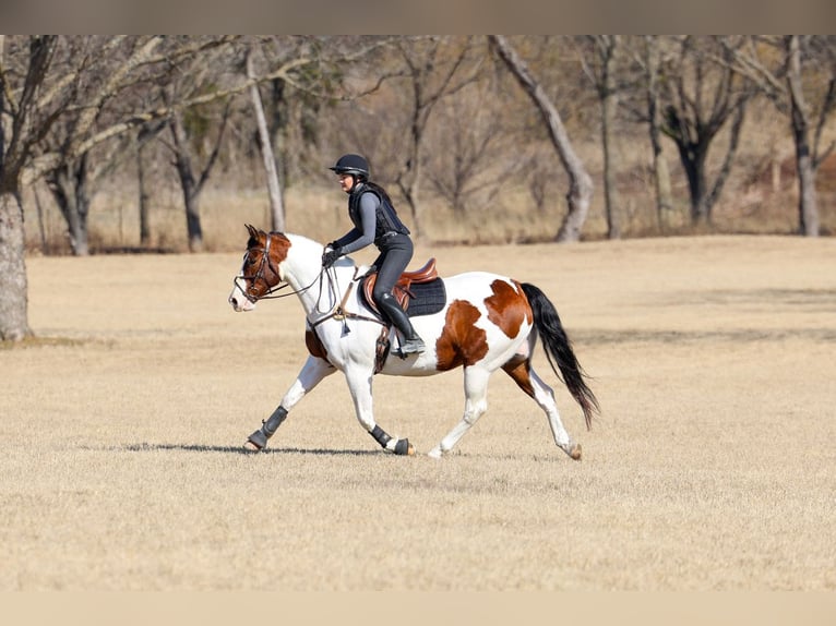 Draft Horse Mix Gelding 10 years 15.3 hh Pinto in Forney