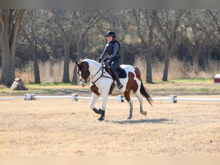 Draft Horse Mix Gelding 10 years 15.3 hh Pinto in Forney
