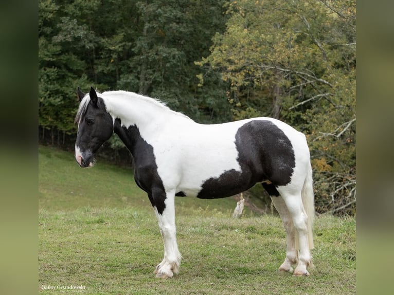 Draft Horse Gelding 10 years 15,3 hh Tobiano-all-colors in Everett PA
