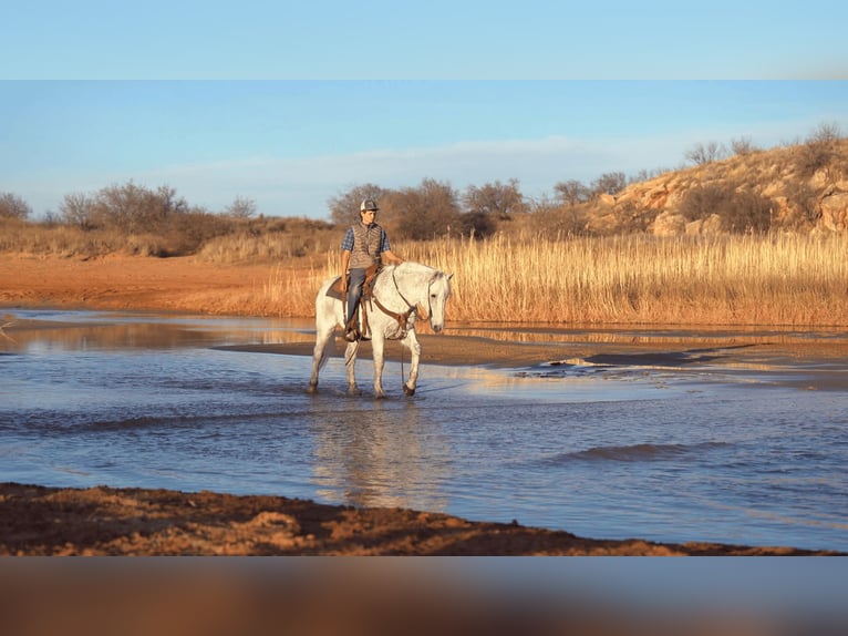 Draft Horse Mix Gelding 10 years 15 hh Grey in Canyon