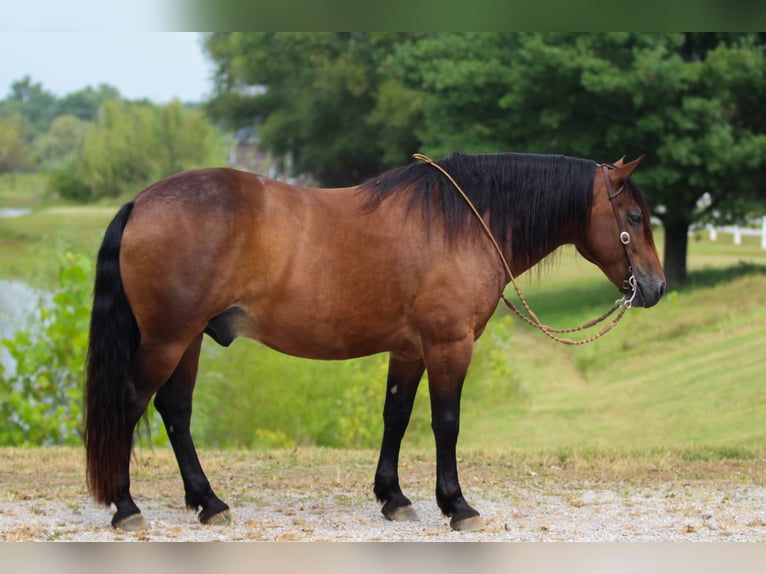 Draft Horse Mix Gelding 10 years 15,1 hh Bay in Robards