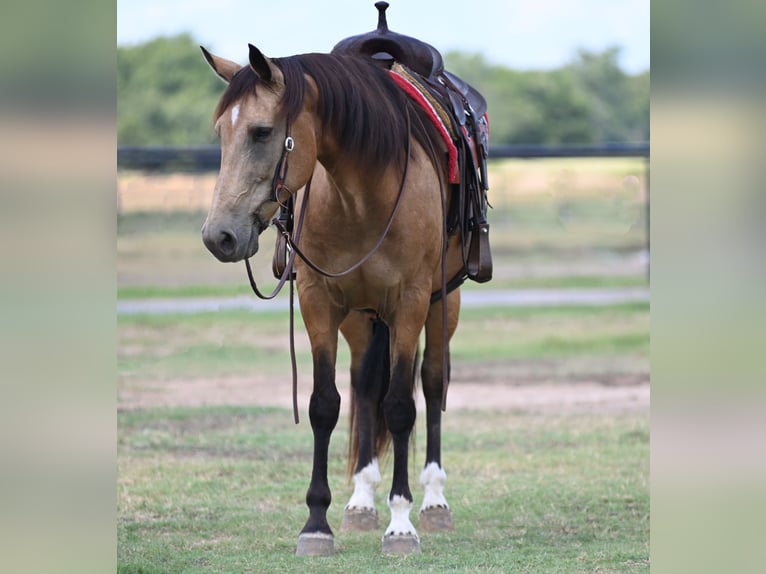 Draft Horse Gelding 10 years 15,1 hh Buckskin in Arkadelphia, AR