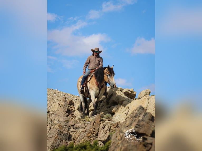 Draft Horse Mix Gelding 10 years 15,1 hh Buckskin in Cody