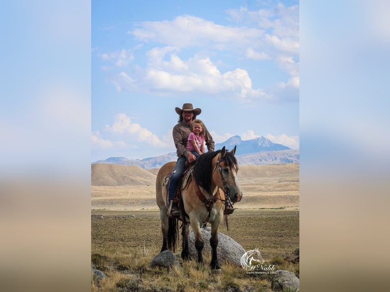 Draft Horse Mix Gelding 10 years 15,1 hh Buckskin in Cody