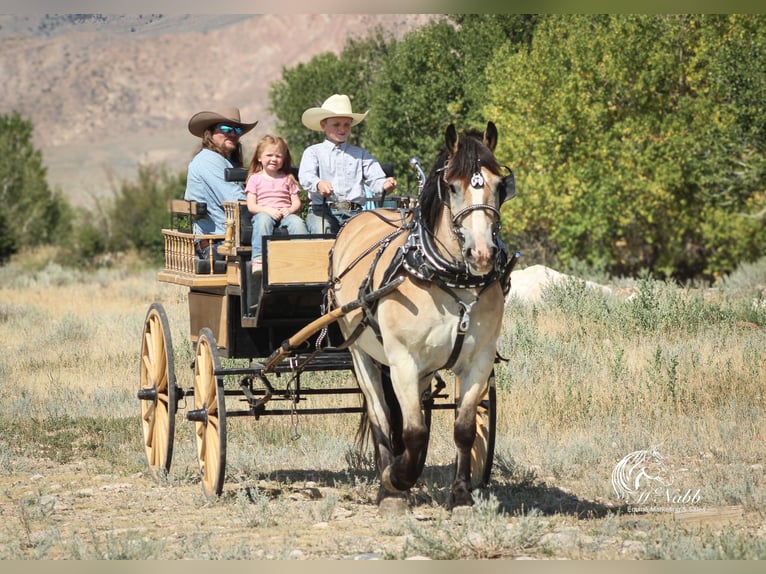 Draft Horse Mix Gelding 10 years 15,1 hh Buckskin in Cody