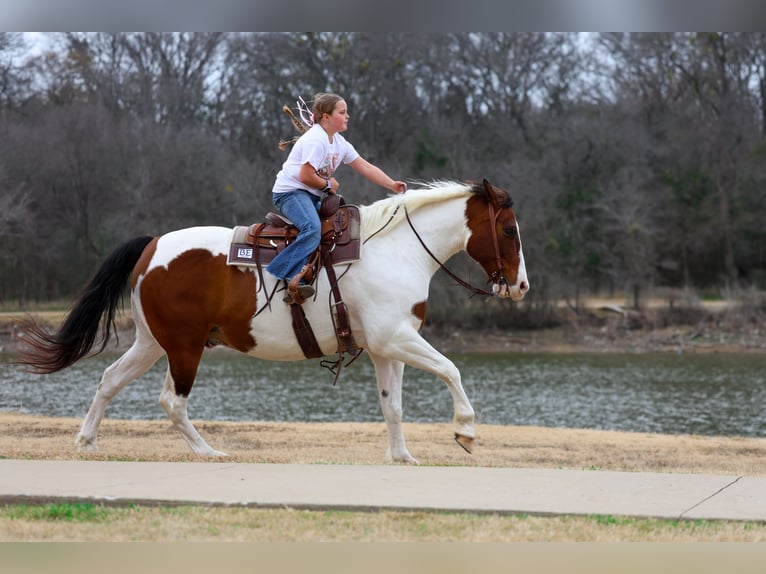Draft Horse Mix Gelding 10 years 15,3 hh Pinto in Forney