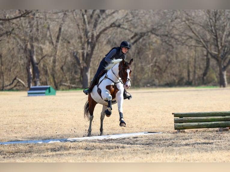 Draft Horse Mix Gelding 10 years 15,3 hh Pinto in Forney