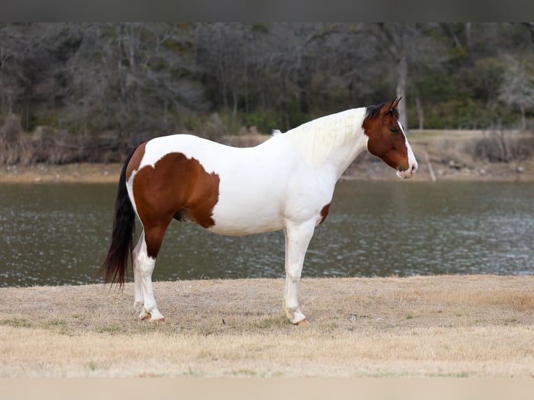 Draft Horse Mix Gelding 10 years 15,3 hh Pinto in Forney