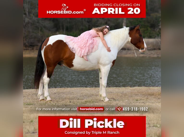 Draft Horse Mix Gelding 10 years 15,3 hh Pinto in Forney