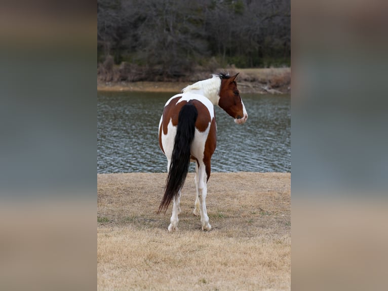 Draft Horse Mix Gelding 10 years 15,3 hh Pinto in Forney